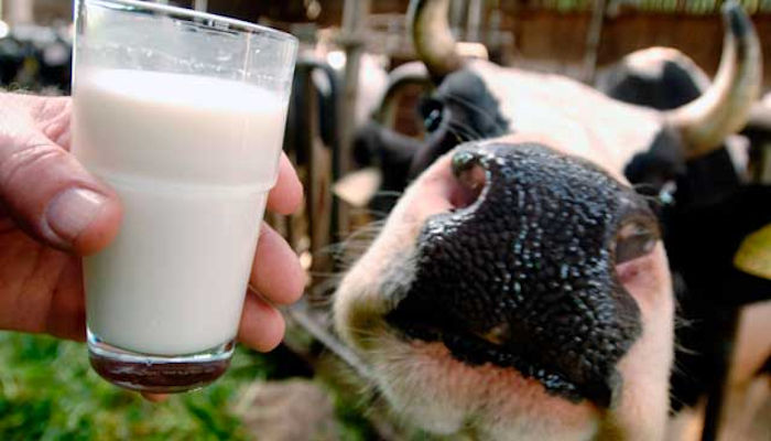 Beneficios de la leche no pasteurizada