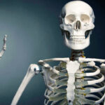 Cuánto pesa el esqueleto humano