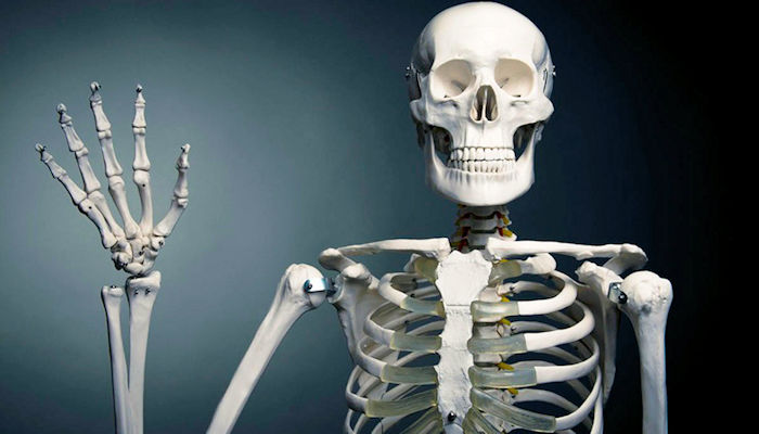 ¿Cuánto pesa el esqueleto humano? Descubre aquí!