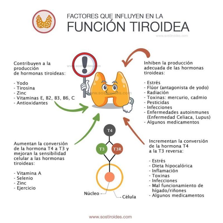 Beneficios de la L-Tirosina para el Hipotiroidismo: Qué debes saber