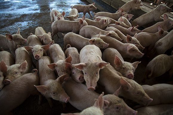 Compre Cerdos Vivos: La Mejor Opción para su Alimentación