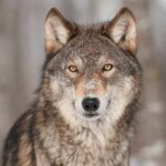 Conoce al Lobo Mas Grande del Mundo: Una Guía de Alimentación y Comida