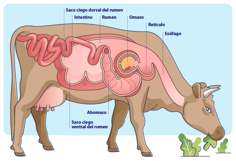 ¿Cuántos estómagos tiene una vaca? Exploramos la alimentación de los rumiantes