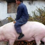 Descubre el cerdo más grande del mundo