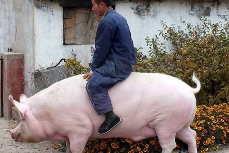Descubre el cerdo más grande del mundo: ¡La maravilla gastronómica!