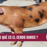 Descubriendo el Cerdo Duroc: Características y Ventajas.