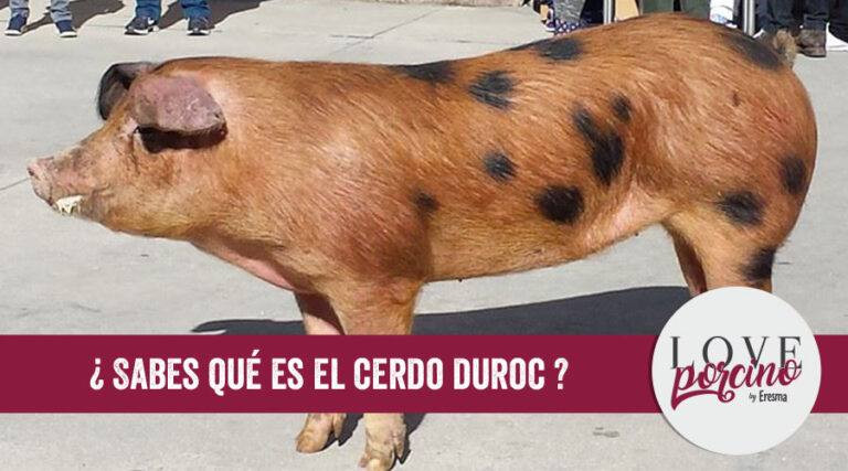 Descubriendo el Cerdo Duroc: Características y Ventajas.