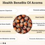 health-benefits-of-eating-acorns-a-nutritional-superfood